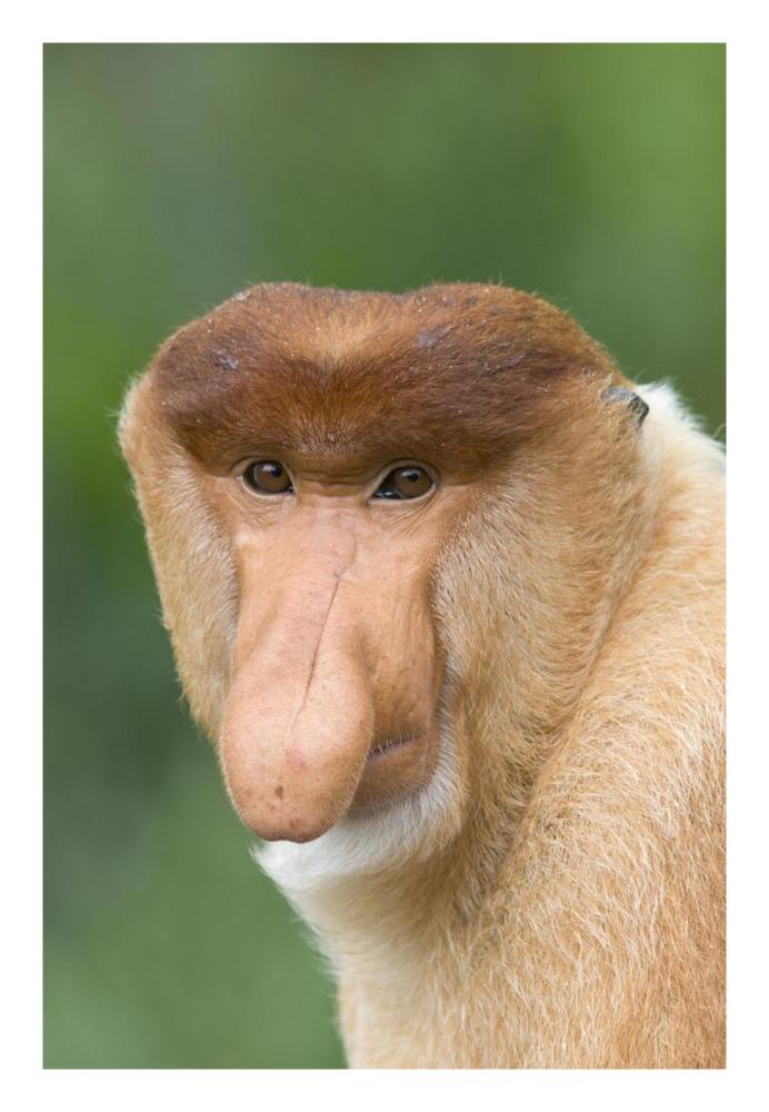 Proboscis Monkey Male, Sabah, Malaysia-Paper Art-18X26