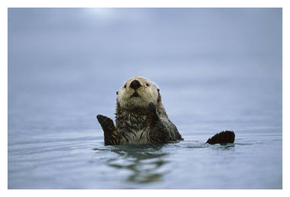 Sea Otter, Prince William Sound, Alaska-Paper Art-20X14