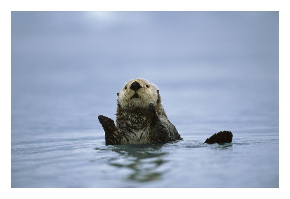 Sea Otter, Prince William Sound, Alaska-Paper Art-26X18