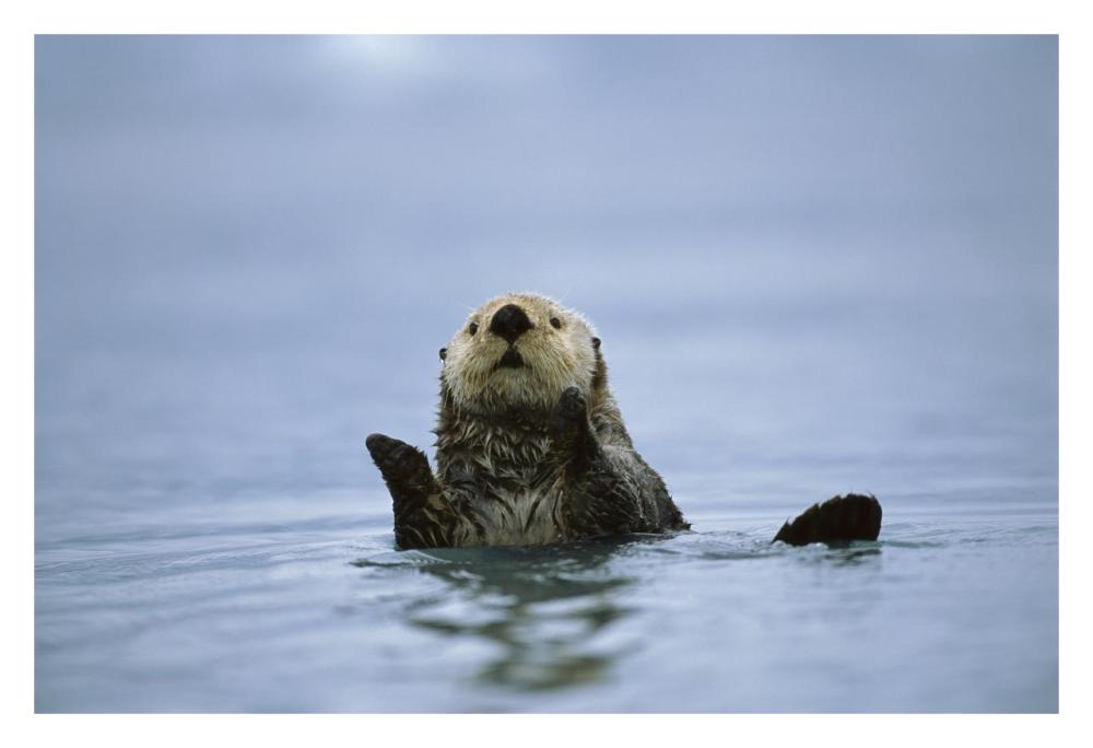 Sea Otter, Prince William Sound, Alaska-Paper Art-32X22