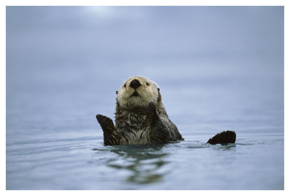 Sea Otter, Prince William Sound, Alaska-Paper Art-50X34
