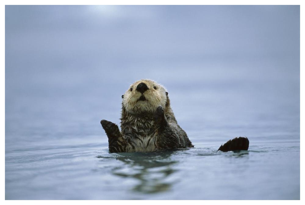 Sea Otter, Prince William Sound, Alaska-Paper Art-62X42