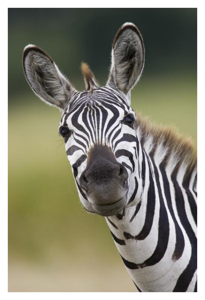 Burchell'S Zebra Portrait, Masai Mara, Kenya-Paper Art-14X20