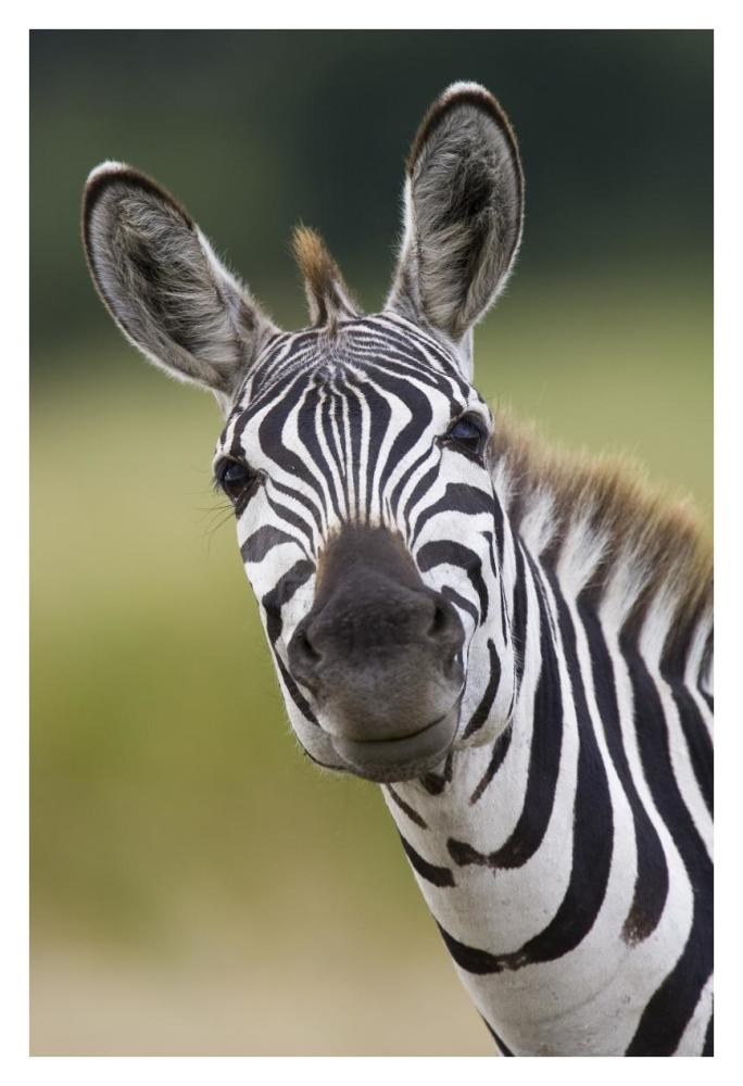 Burchell'S Zebra Portrait, Masai Mara, Kenya-Paper Art-26X38