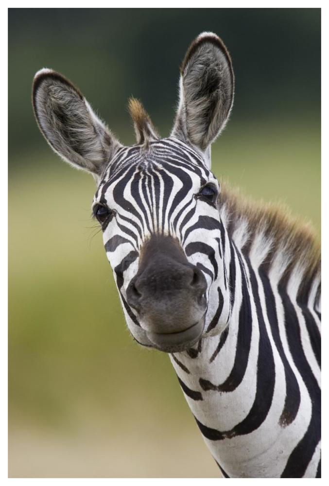 Burchell'S Zebra Portrait, Masai Mara, Kenya-Paper Art-42X62