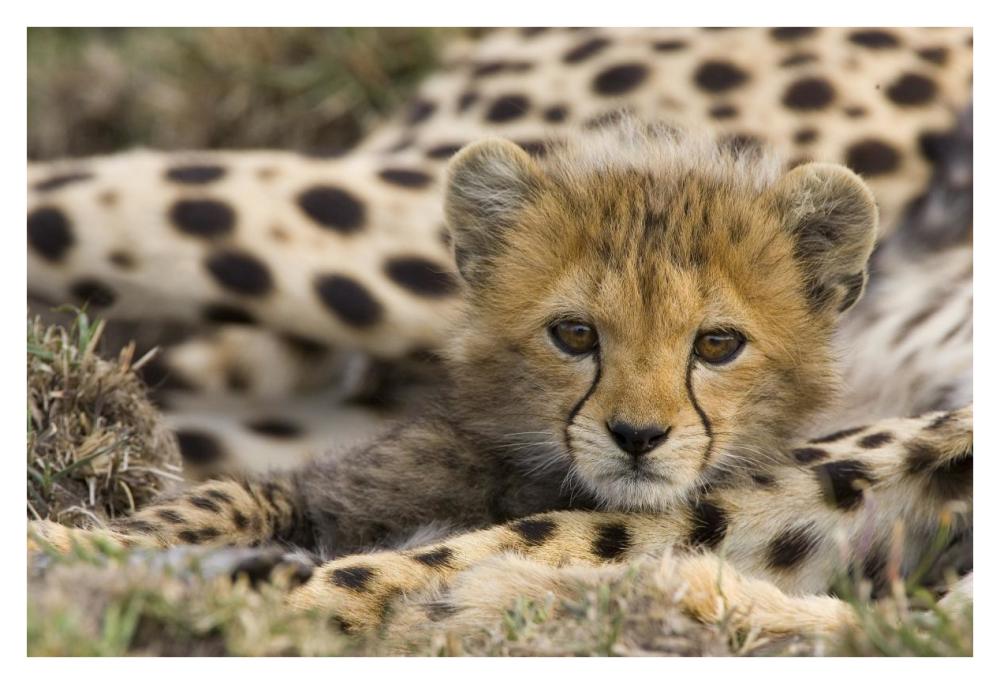 Cheetah Cub Portrait, Maasai Mara Reserve, Kenya-Paper Art-38X26