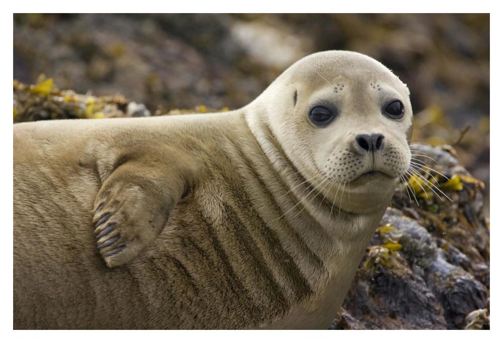 Harbor Seal Portrait, Katmai National Park, Alaska-Paper Art-20X14