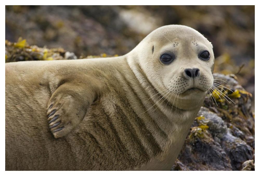 Harbor Seal Portrait, Katmai National Park, Alaska-Paper Art-50X34