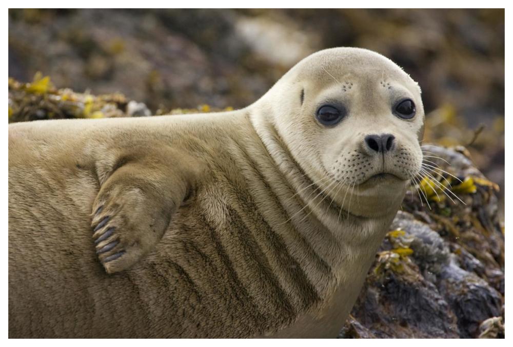 Harbor Seal Portrait, Katmai National Park, Alaska-Paper Art-62X42