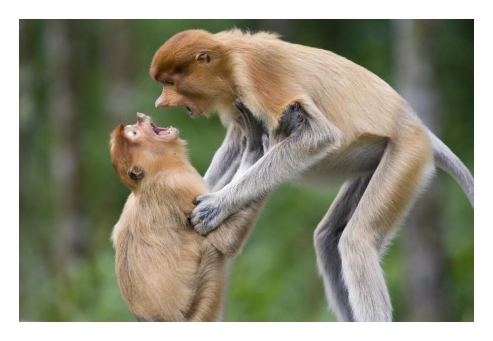 Proboscis Monkey Juveniles Playing, Sabah, Malaysia-Paper Art-26X18
