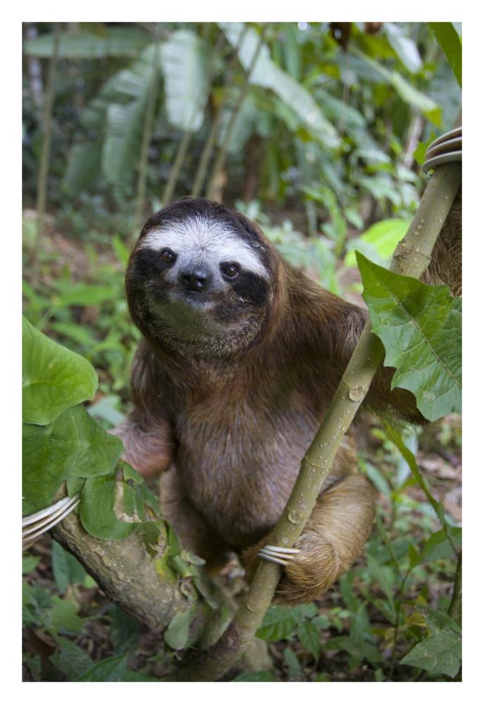 Brown-Throated Three-Toed Sloth Male, Aviarios Sloth Sanctuary, Costa Rica-Paper Art-22X32