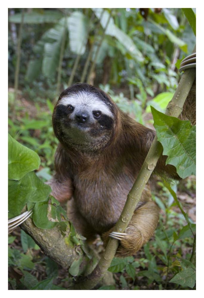 Brown-Throated Three-Toed Sloth Male, Aviarios Sloth Sanctuary, Costa Rica-Paper Art-26X38