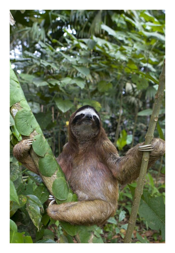 Brown-Throated Three-Toed Sloth Male, Aviarios Sloth Sanctuary, Costa Rica-Paper Art-18X26