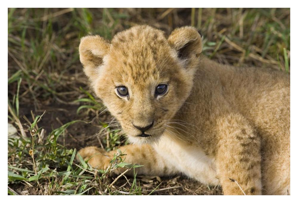 African Lion Five Week Old Cub, Vulnerable, Masai Mara National Reserve, Kenya-Paper Art-20X14