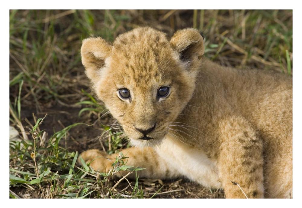 African Lion Five Week Old Cub, Vulnerable, Masai Mara National Reserve, Kenya-Paper Art-32X22