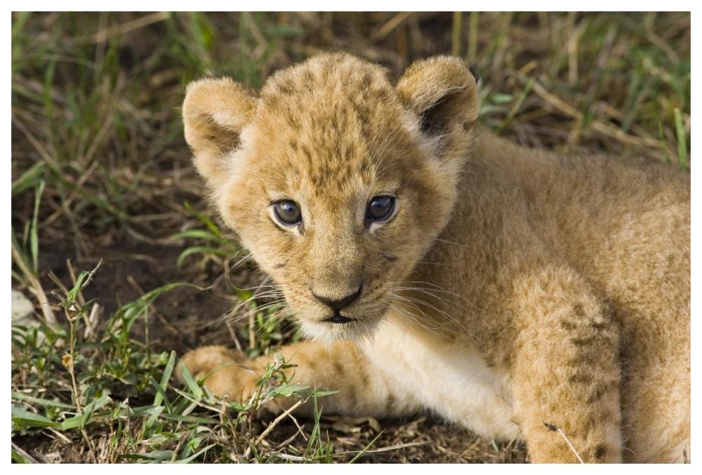 African Lion Five Week Old Cub, Vulnerable, Masai Mara National Reserve, Kenya-Paper Art-62X42