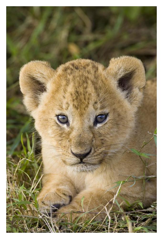 African Lion Five Week Old Cub, Vulnerable, Masai Mara National Reserve, Kenya-Paper Art-14X20