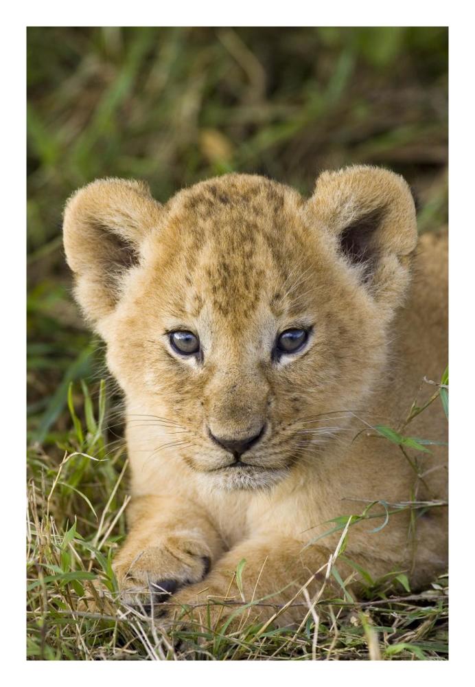 African Lion Five Week Old Cub, Vulnerable, Masai Mara National Reserve, Kenya-Paper Art-18X26