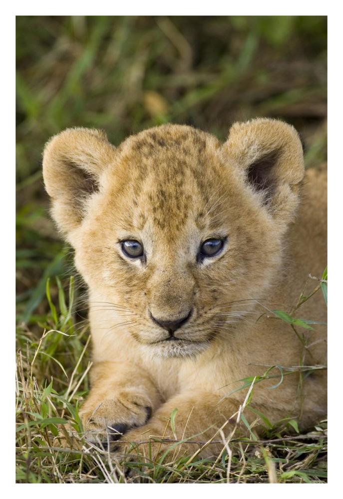 African Lion Five Week Old Cub, Vulnerable, Masai Mara National Reserve, Kenya-Paper Art-22X32