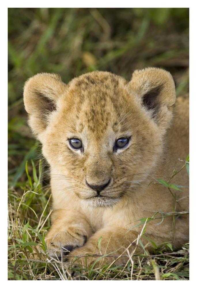 African Lion Five Week Old Cub, Vulnerable, Masai Mara National Reserve, Kenya-Paper Art-26X38
