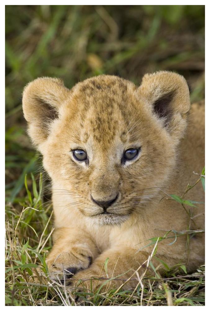 African Lion Five Week Old Cub, Vulnerable, Masai Mara National Reserve, Kenya-Paper Art-42X62