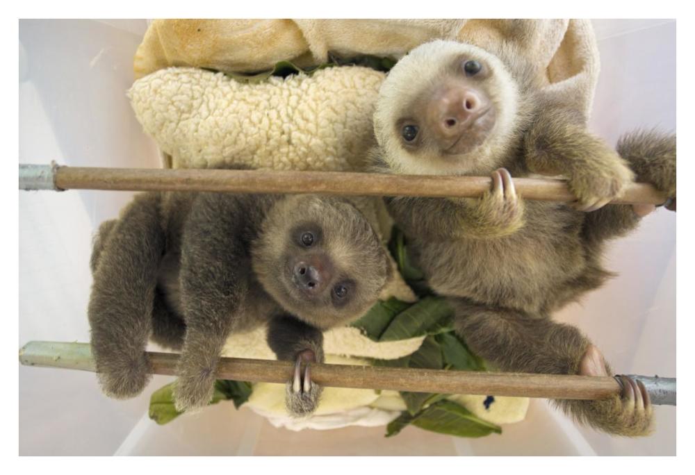 Hoffmann'S Two-Toed Sloth Orphaned Babies, Aviarios Sloth Sanctuary, Costa Rica-Paper Art-38X26