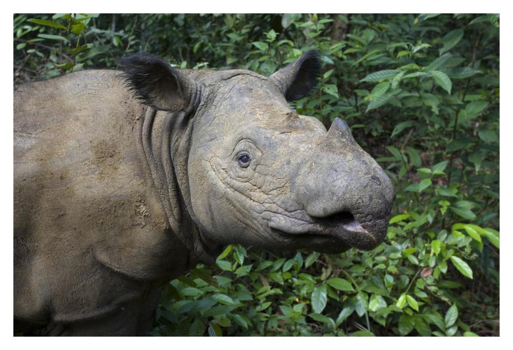 Sumatran Rhinoceros, Sumatran Rhino Sanctuary, Way Kambas National Park, Indonesia-Paper Art-20X14