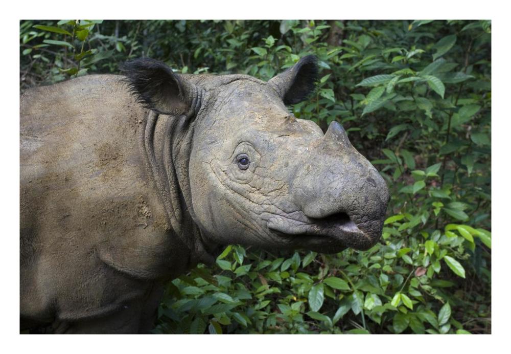 Sumatran Rhinoceros, Sumatran Rhino Sanctuary, Way Kambas National Park, Indonesia-Paper Art-26X18