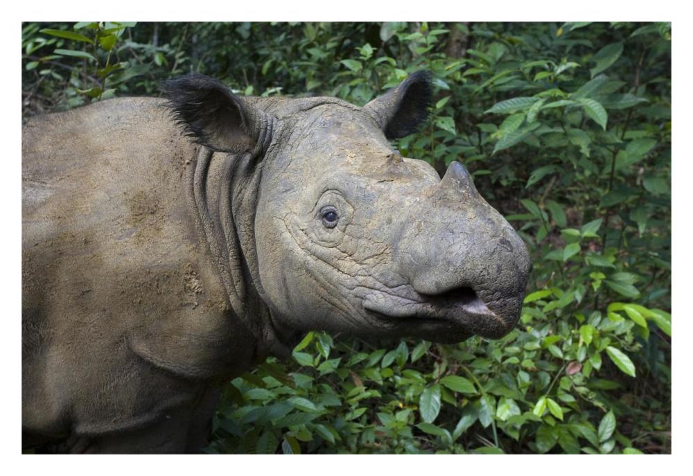 Sumatran Rhinoceros, Sumatran Rhino Sanctuary, Way Kambas National Park, Indonesia-Paper Art-32X22