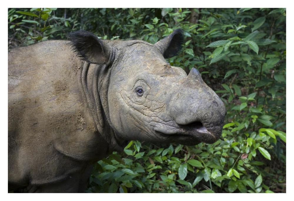 Sumatran Rhinoceros, Sumatran Rhino Sanctuary, Way Kambas National Park, Indonesia-Paper Art-38X26