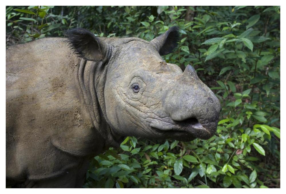 Sumatran Rhinoceros, Sumatran Rhino Sanctuary, Way Kambas National Park, Indonesia-Paper Art-50X34
