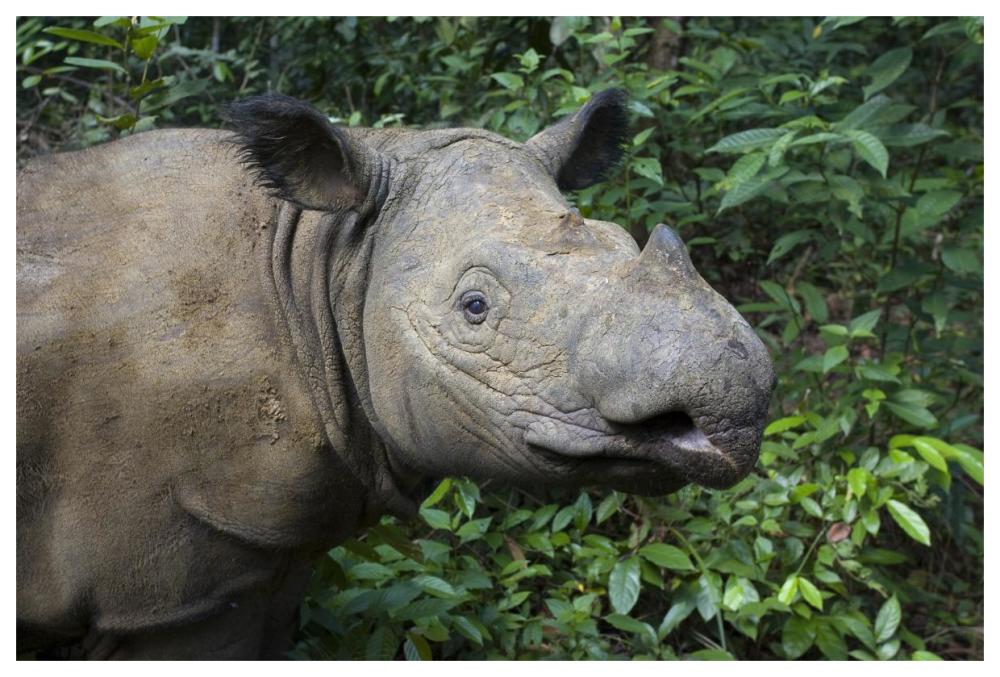 Sumatran Rhinoceros, Sumatran Rhino Sanctuary, Way Kambas National Park, Indonesia-Paper Art-62X42