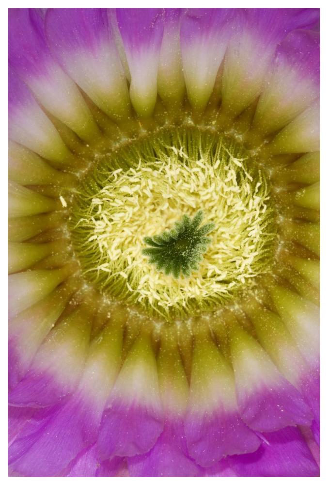 Lace Hedgehog Cactus Flower Detail Showing Pistil And Stamens, Red Corral Ranch, Texas-Paper Art-42X62