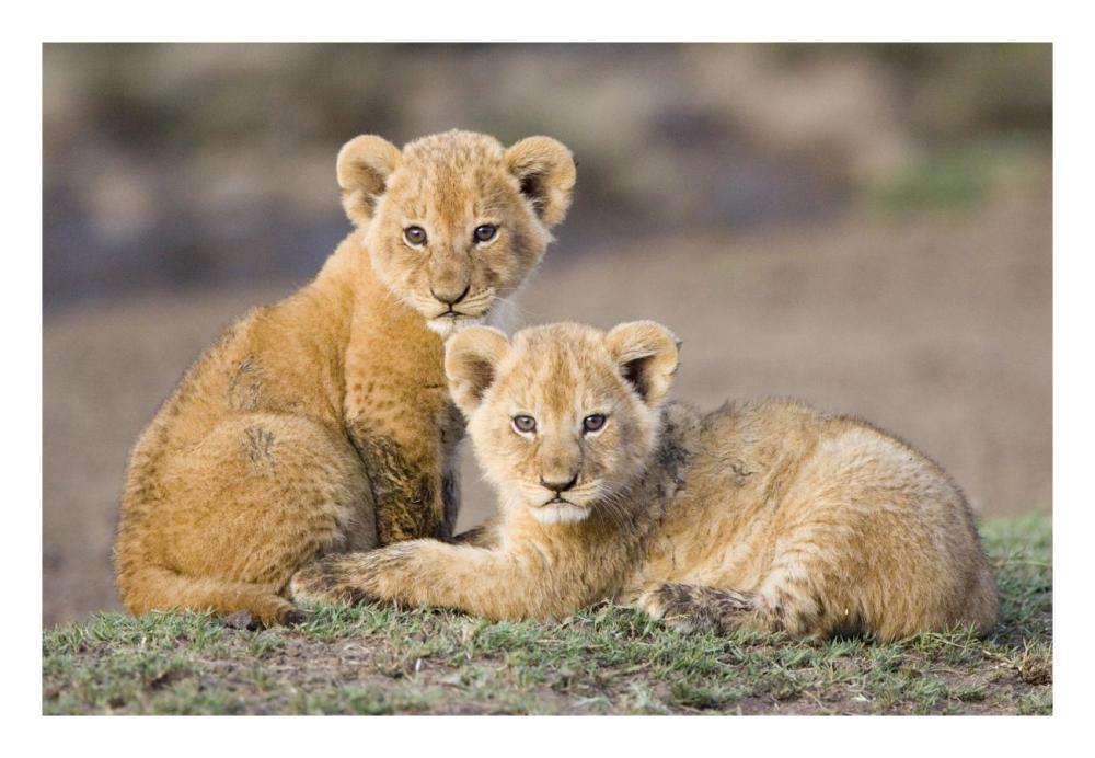 African Lion Four To Five Week Old Cubs, Vulnerable, Masai Mara National Reserve, Kenya-Paper Art-26X18