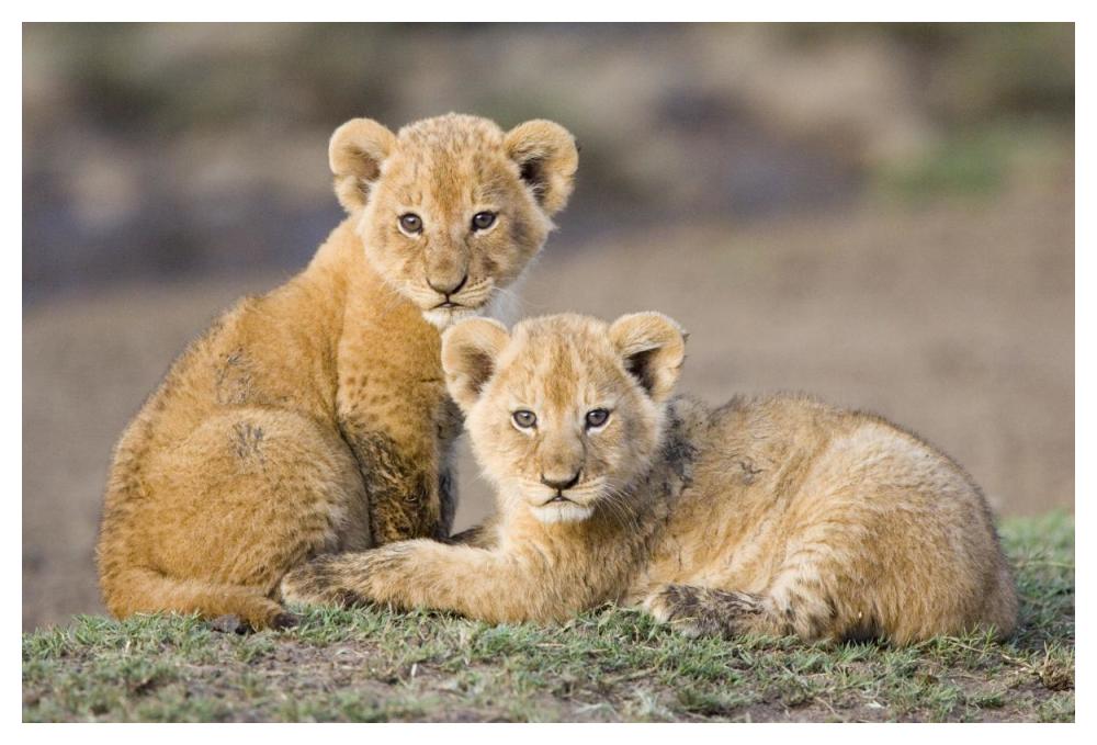 African Lion Four To Five Week Old Cubs, Vulnerable, Masai Mara National Reserve, Kenya-Paper Art-50X34