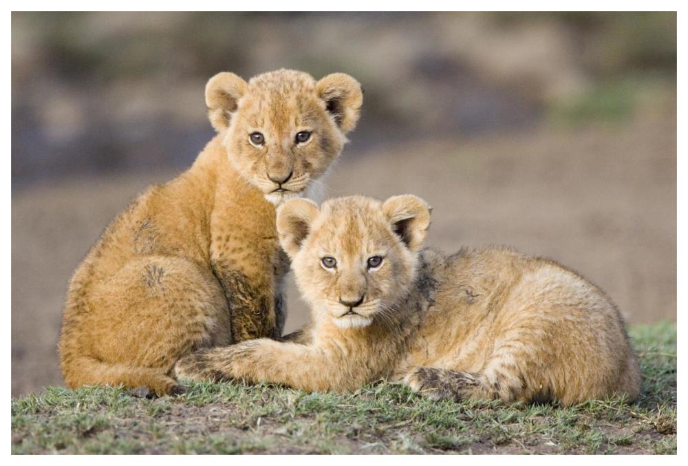 African Lion Four To Five Week Old Cubs, Vulnerable, Masai Mara National Reserve, Kenya-Paper Art-62X42
