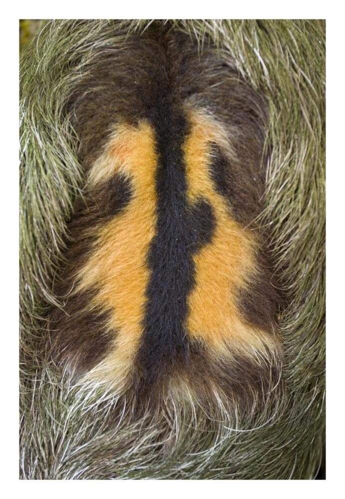 Brown-Throated Three-Toed Sloth Back Of Mature Male, Aviarios Sloth Sanctuary, Costa Rica-Paper Art-18X26