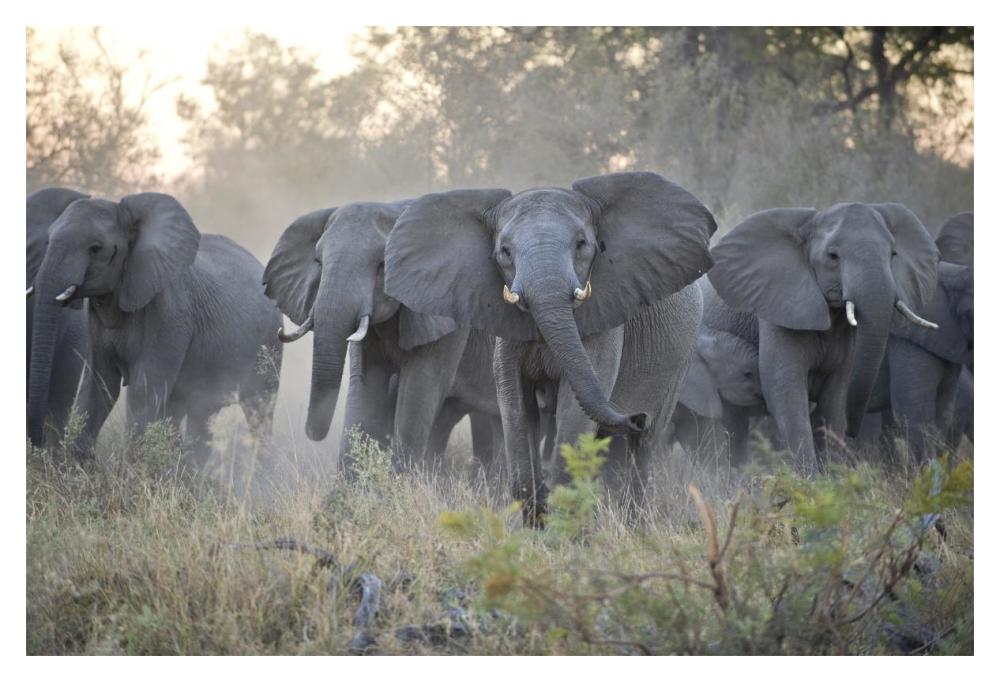African Elephant Upset Herd Gathering After Smelling Blood From Wild Dog Kill, Okavango Delta, Botswana-Paper Art-20X14
