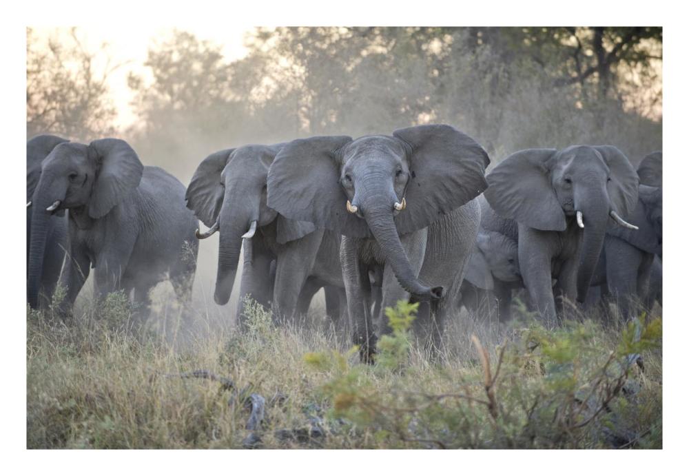 African Elephant Upset Herd Gathering After Smelling Blood From Wild Dog Kill, Okavango Delta, Botswana-Paper Art-26X18