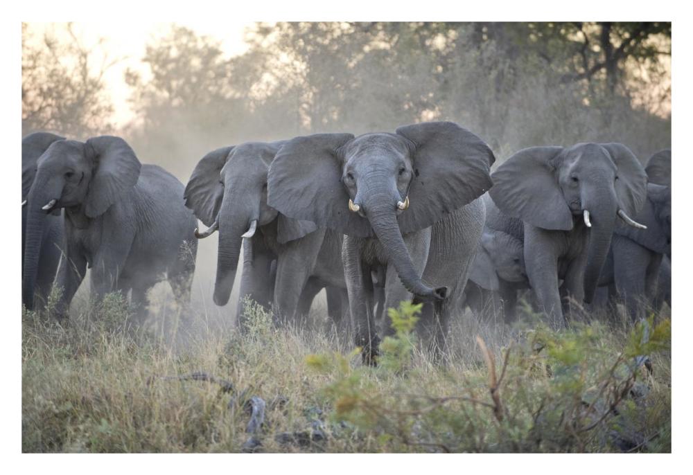 African Elephant Upset Herd Gathering After Smelling Blood From Wild Dog Kill, Okavango Delta, Botswana-Paper Art-32X22