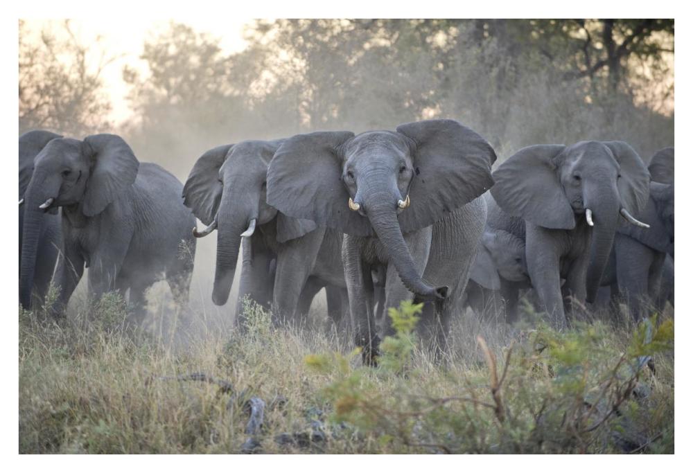 African Elephant Upset Herd Gathering After Smelling Blood From Wild Dog Kill, Okavango Delta, Botswana-Paper Art-38X26