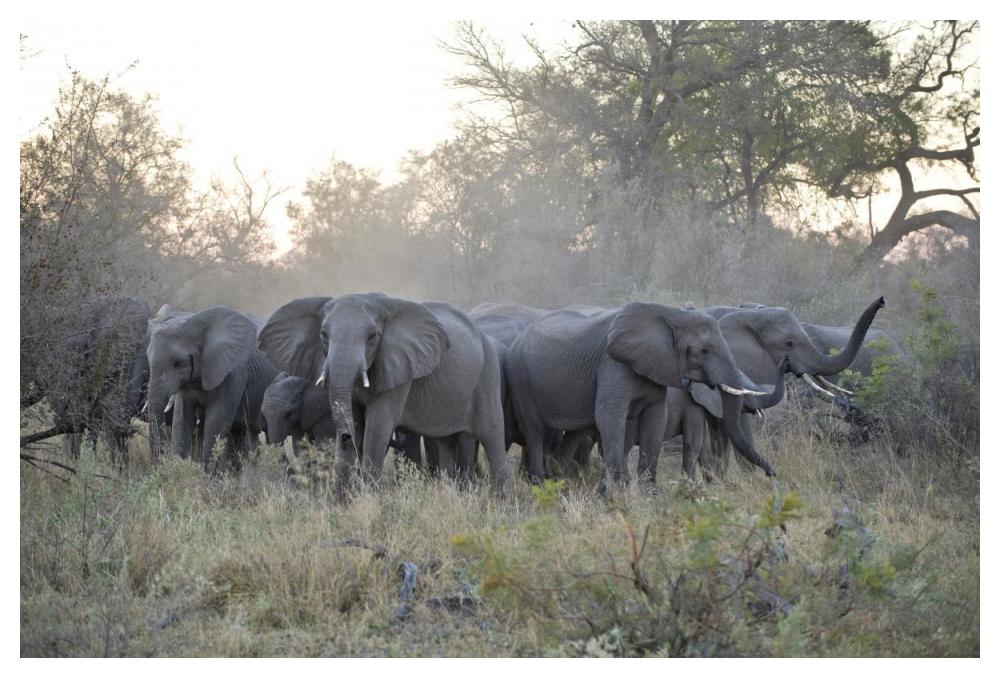 African Elephant Upset Herd Gathering After Smelling Blood From Wild Dog Kill, Okavango Delta, Botswana-Paper Art-50X34