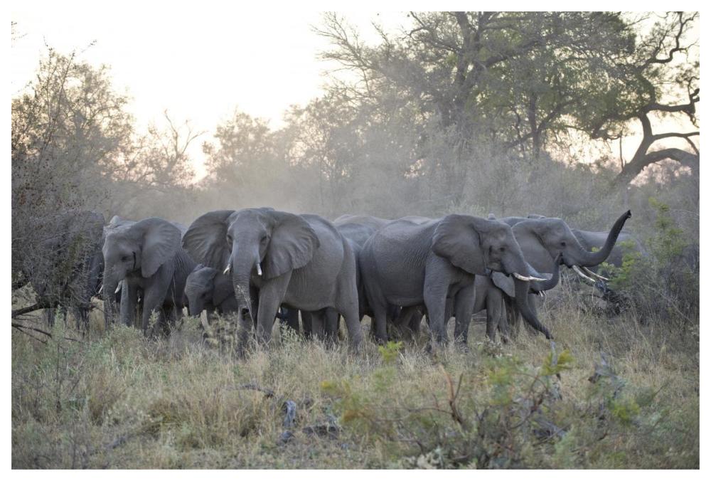 African Elephant Upset Herd Gathering After Smelling Blood From Wild Dog Kill, Okavango Delta, Botswana-Paper Art-62X42