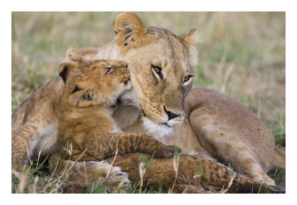 African Lion Mother And Young Cubs, Masai Mara National Reserve, Kenya-Paper Art-26X18