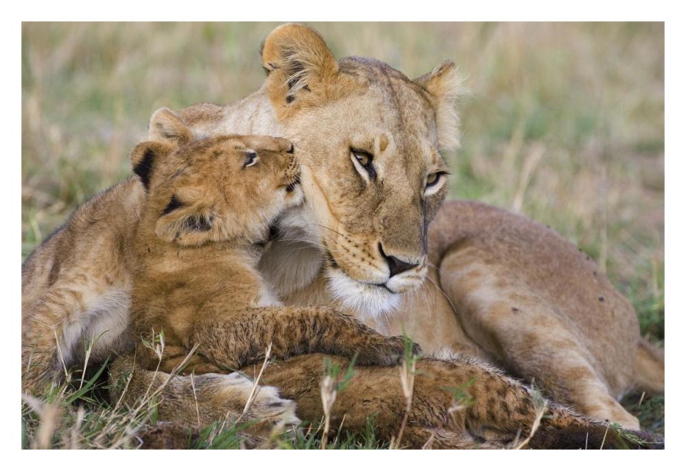 African Lion Mother And Young Cubs, Masai Mara National Reserve, Kenya-Paper Art-32X22