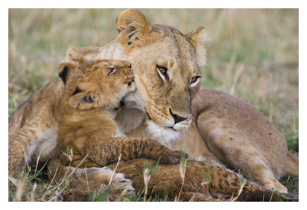 African Lion Mother And Young Cubs, Masai Mara National Reserve, Kenya-Paper Art-38X26
