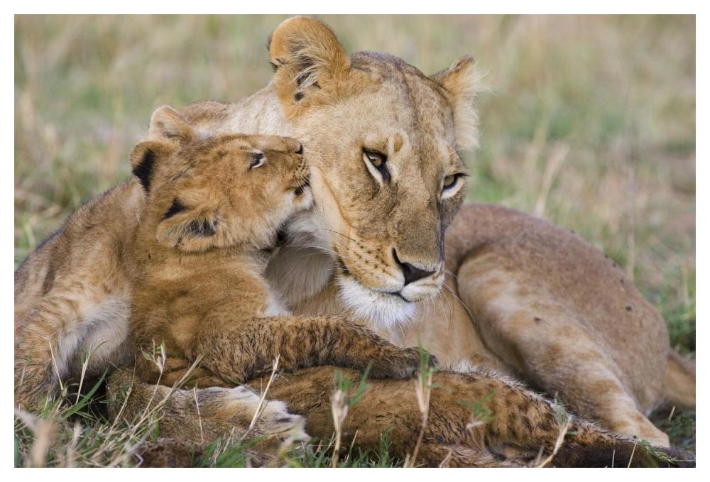 African Lion Mother And Young Cubs, Masai Mara National Reserve, Kenya-Paper Art-50X34