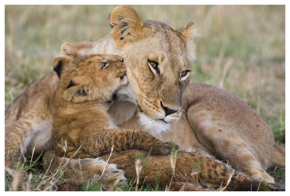 African Lion Mother And Young Cubs, Masai Mara National Reserve, Kenya-Paper Art-62X42