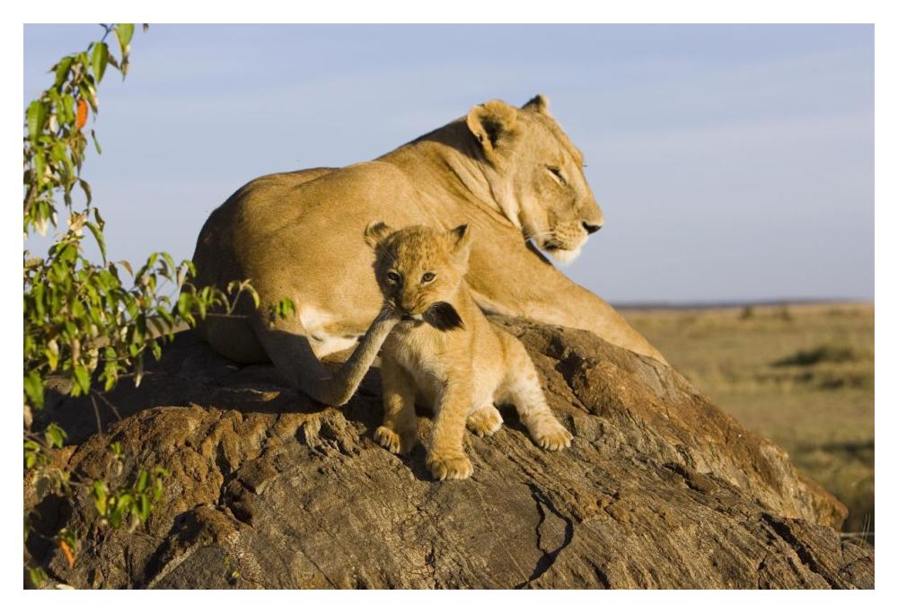 African Lion Cub Playing With Its Mother'S Tail, Vulnerable, Masai Mara National Reserve, Kenya-Paper Art-20X14