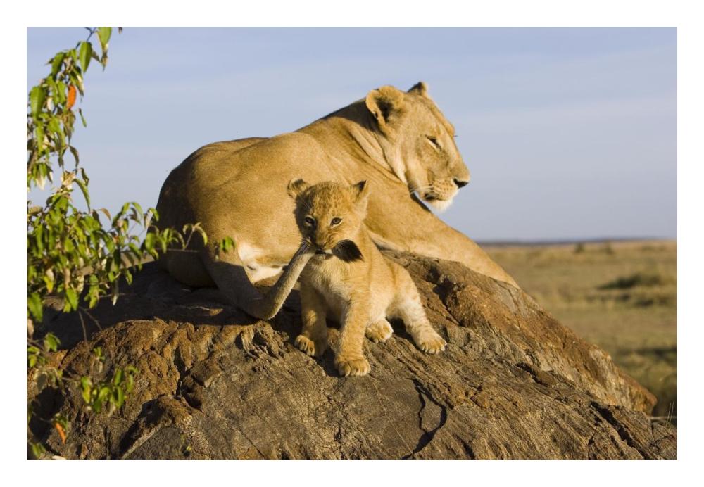 African Lion Cub Playing With Its Mother'S Tail, Vulnerable, Masai Mara National Reserve, Kenya-Paper Art-26X18
